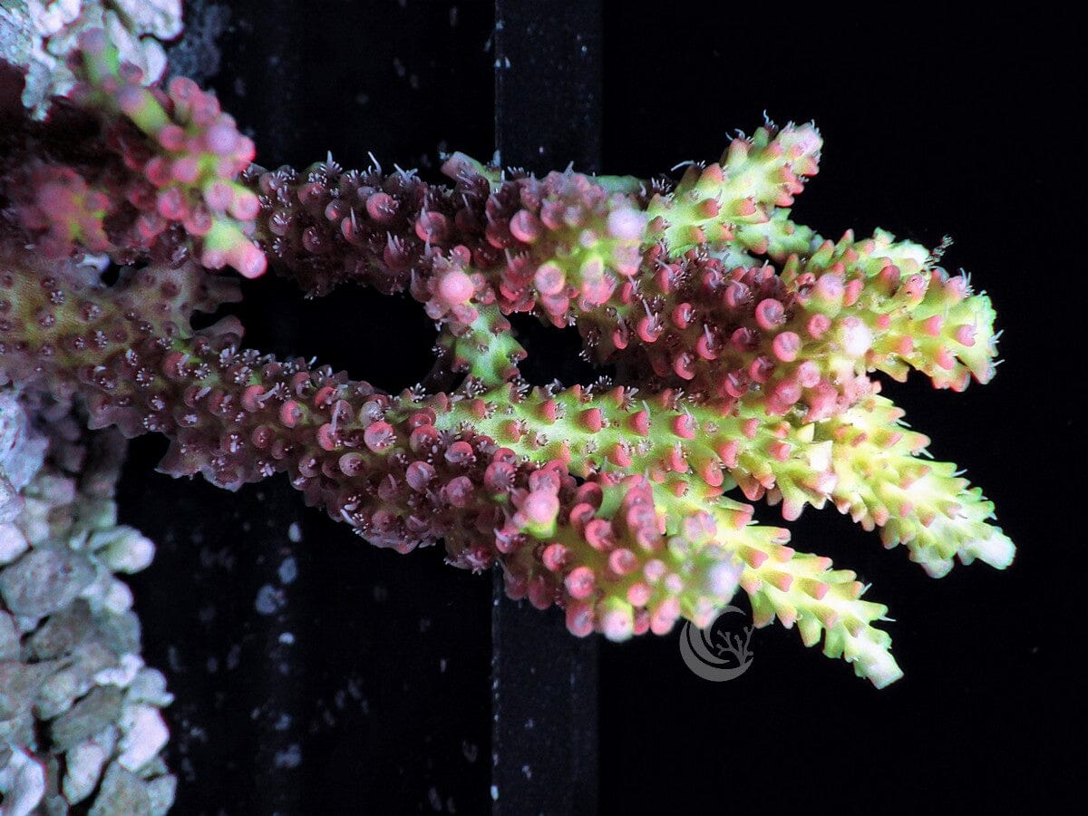 CHUNKY Strawberry Shortcake Acropora
