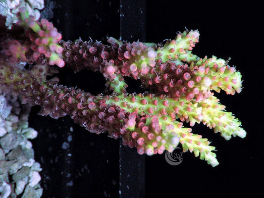 CHUNKY Strawberry Shortcake Acropora