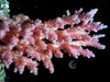 CHUNKY Hot Pink Table Acropora