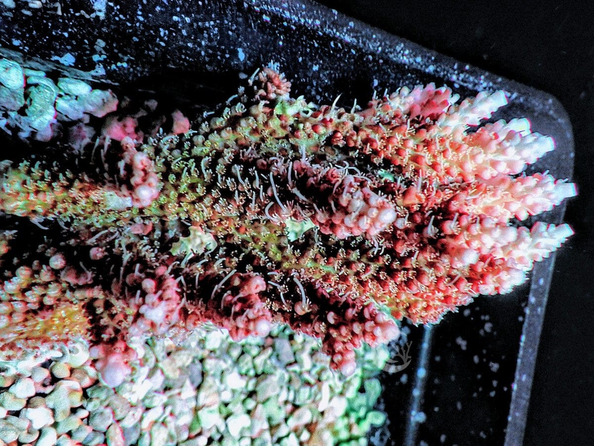CHUNKY Red tip Table Acropora