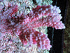 CHUNKY Blue tip Red Acropora