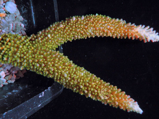 CHUNKY Red Robin Thick Staghorn Acropora