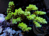 Bright Lime Chunky Acropora