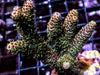 MultiColor Acropora millepora