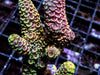 Golden Chunky Dragonscale Acropora