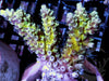 Disney's Delight Chunky Acropora tenuis