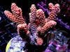 Red Chunky Acropora millepora