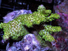 Lizard Skin Chunky Acropora