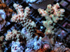 Rouge tip Chunky Acropora