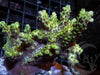 Lizard Skin Chunky Acropora