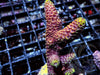 Golden Dragonscale Chunky Acropora