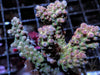 Rosey Chunky Acropora