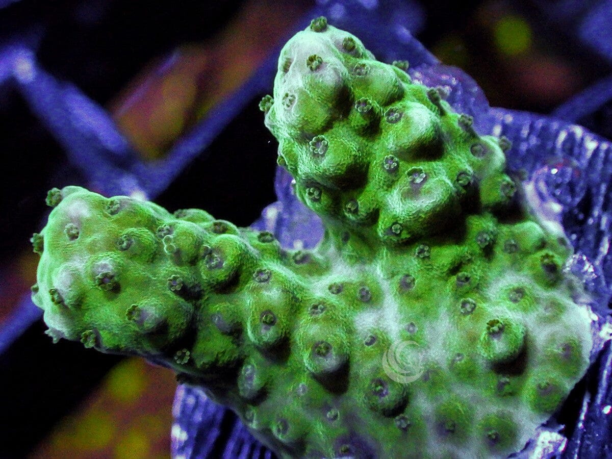 Green Acropora