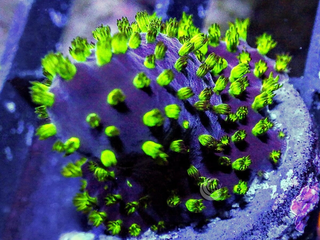 Neon Polyp Acropora