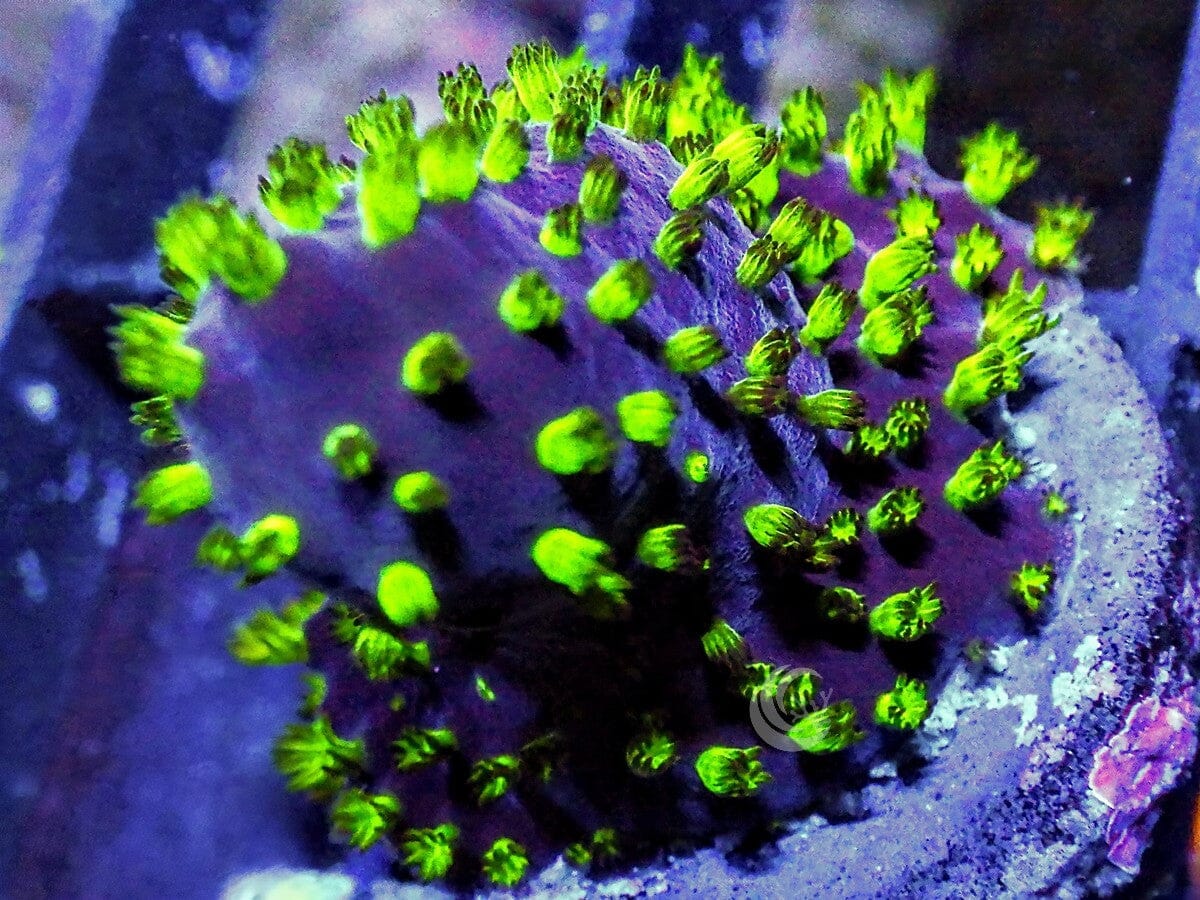 Neon Polyp Acropora