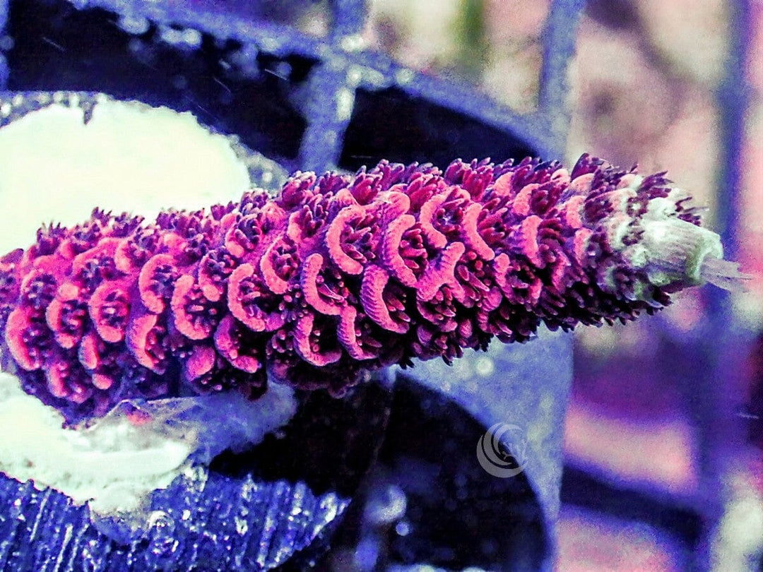 Red Acropora millepora