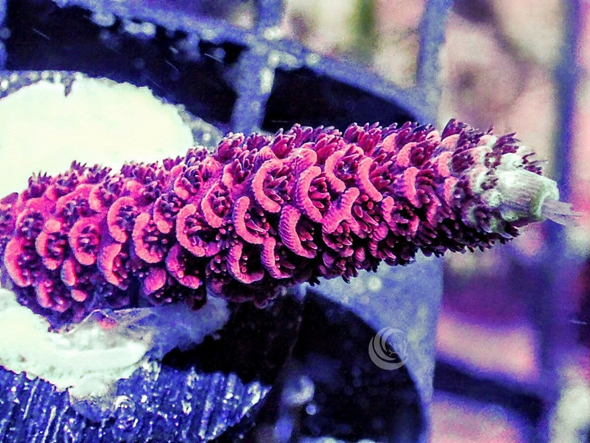 Red Acropora millepora