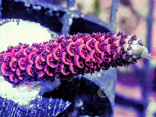 Red Acropora millepora
