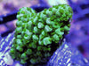 Thick Staghorn Acropora