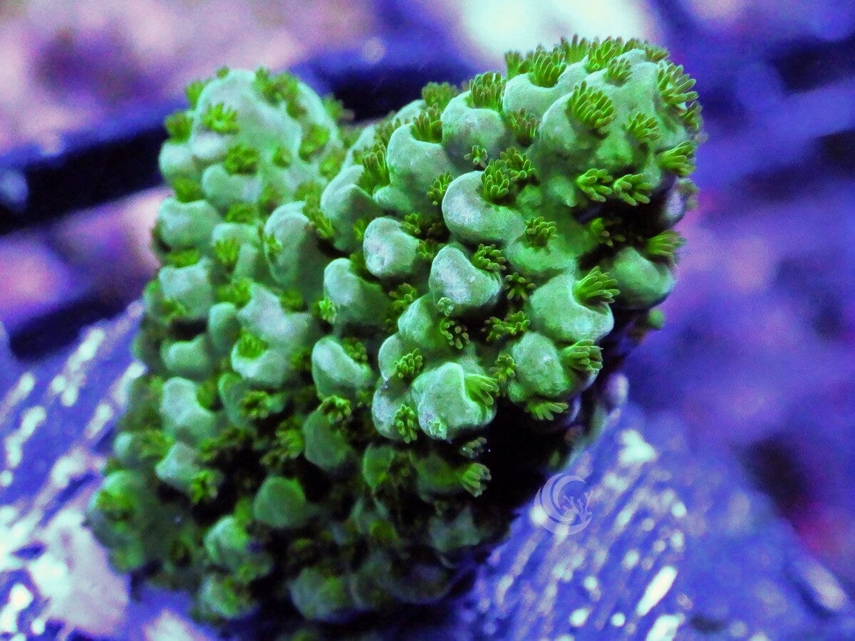 Thick Staghorn Acropora