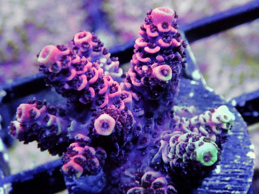 Red Acropora millepora