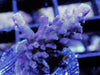 Purple Passion Acropora