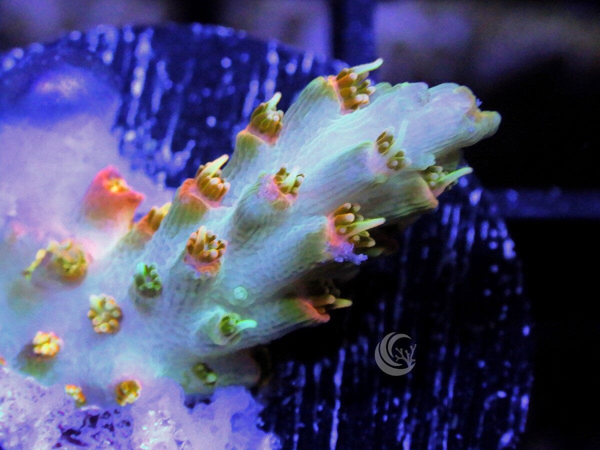 Orange Blossom Acropora