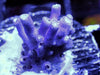 Purple Passion Acropora