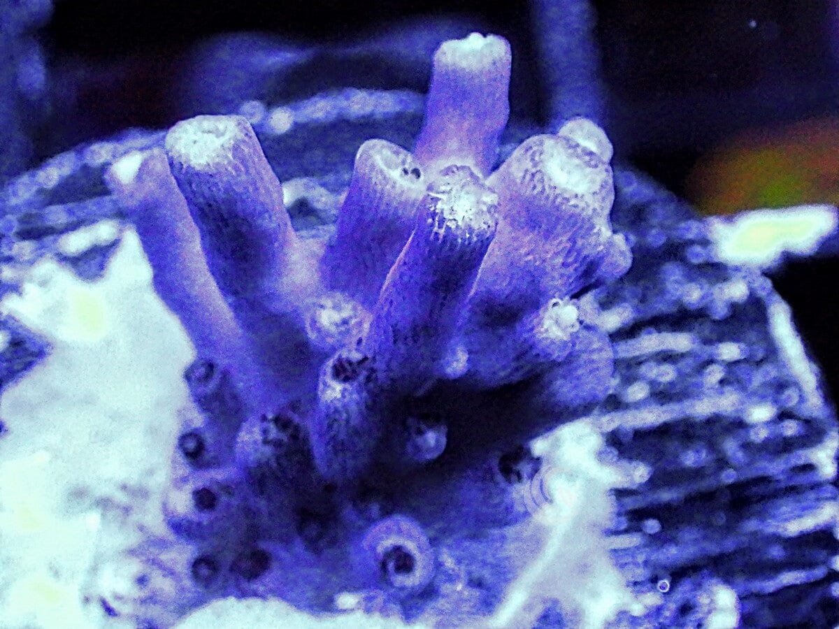 Purple Passion Acropora