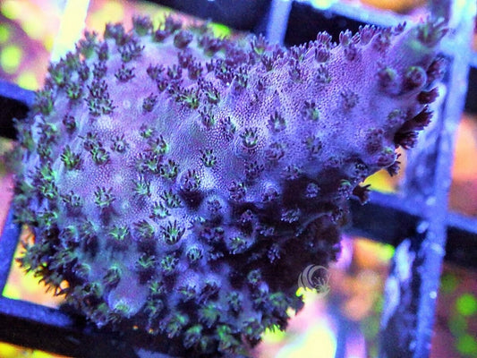 Green Polyp Blue-Purple Acropora