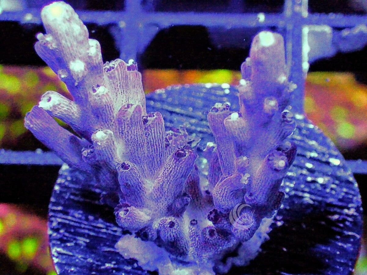 Purple Passion Acropora