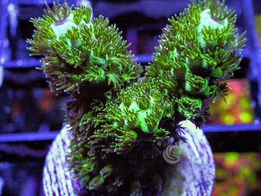 Fuzzy Ball Acropora