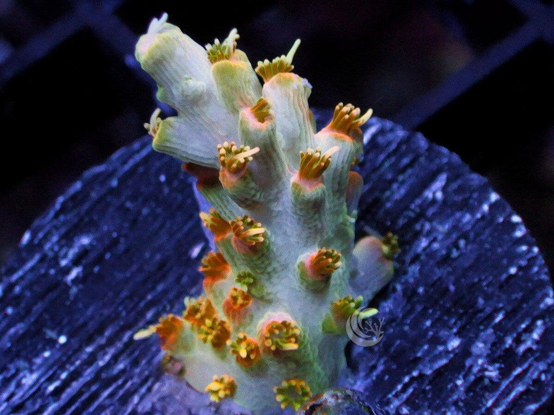 Orange Blossom Acropora