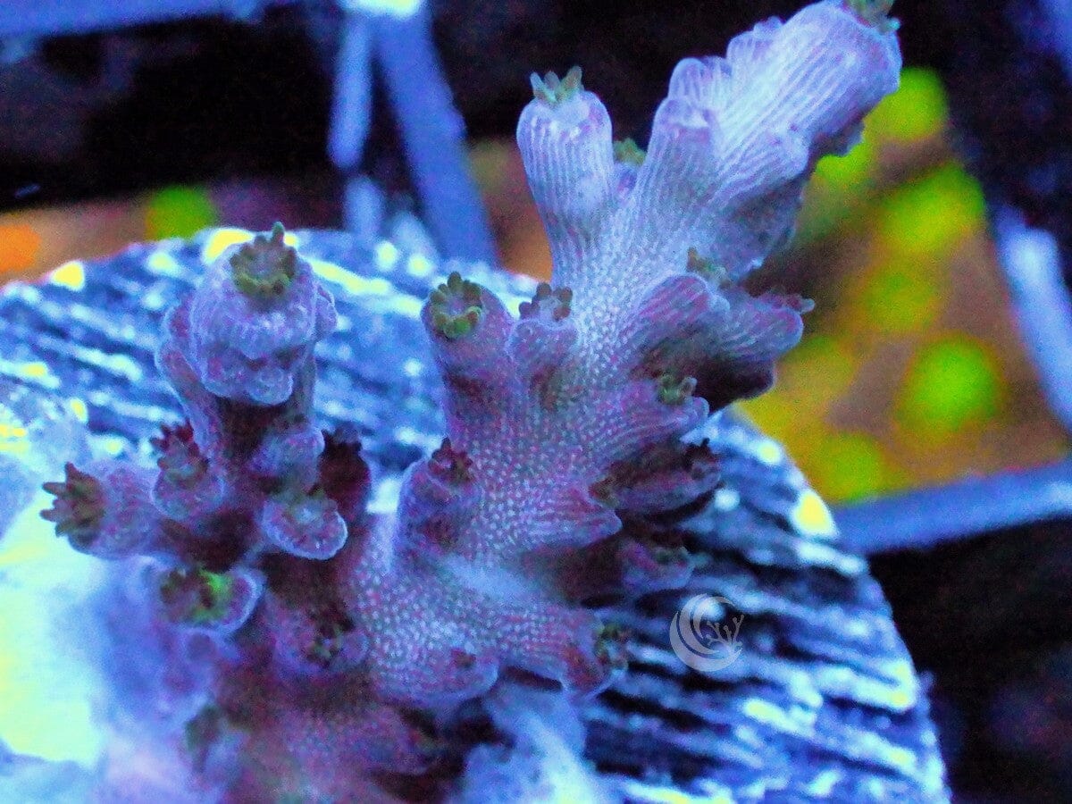 Purple Passion Acropora