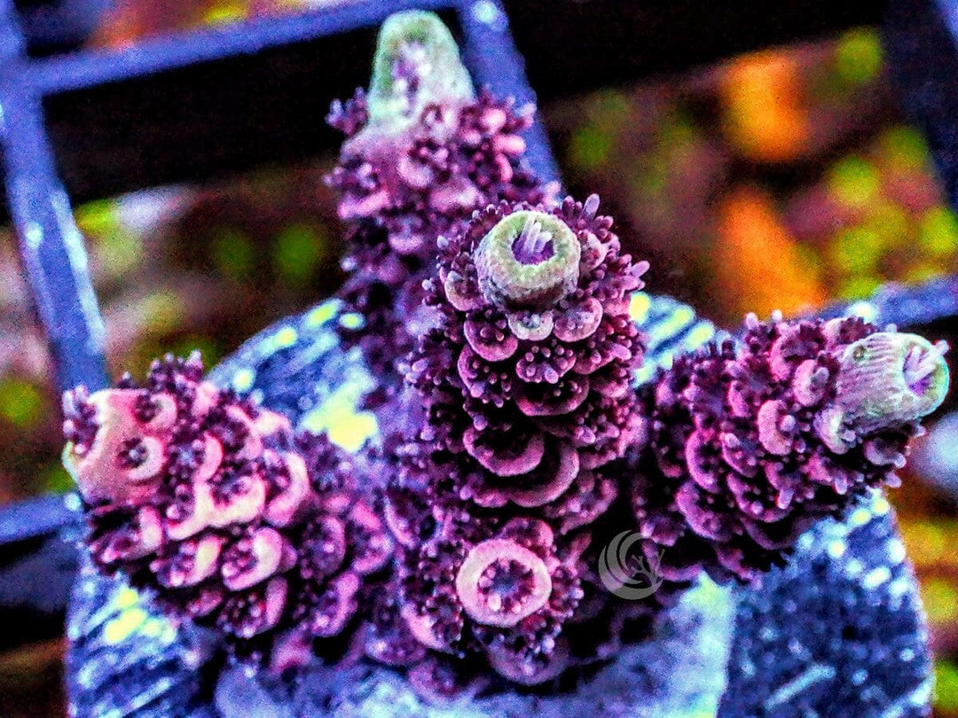 Red Acropora millepora