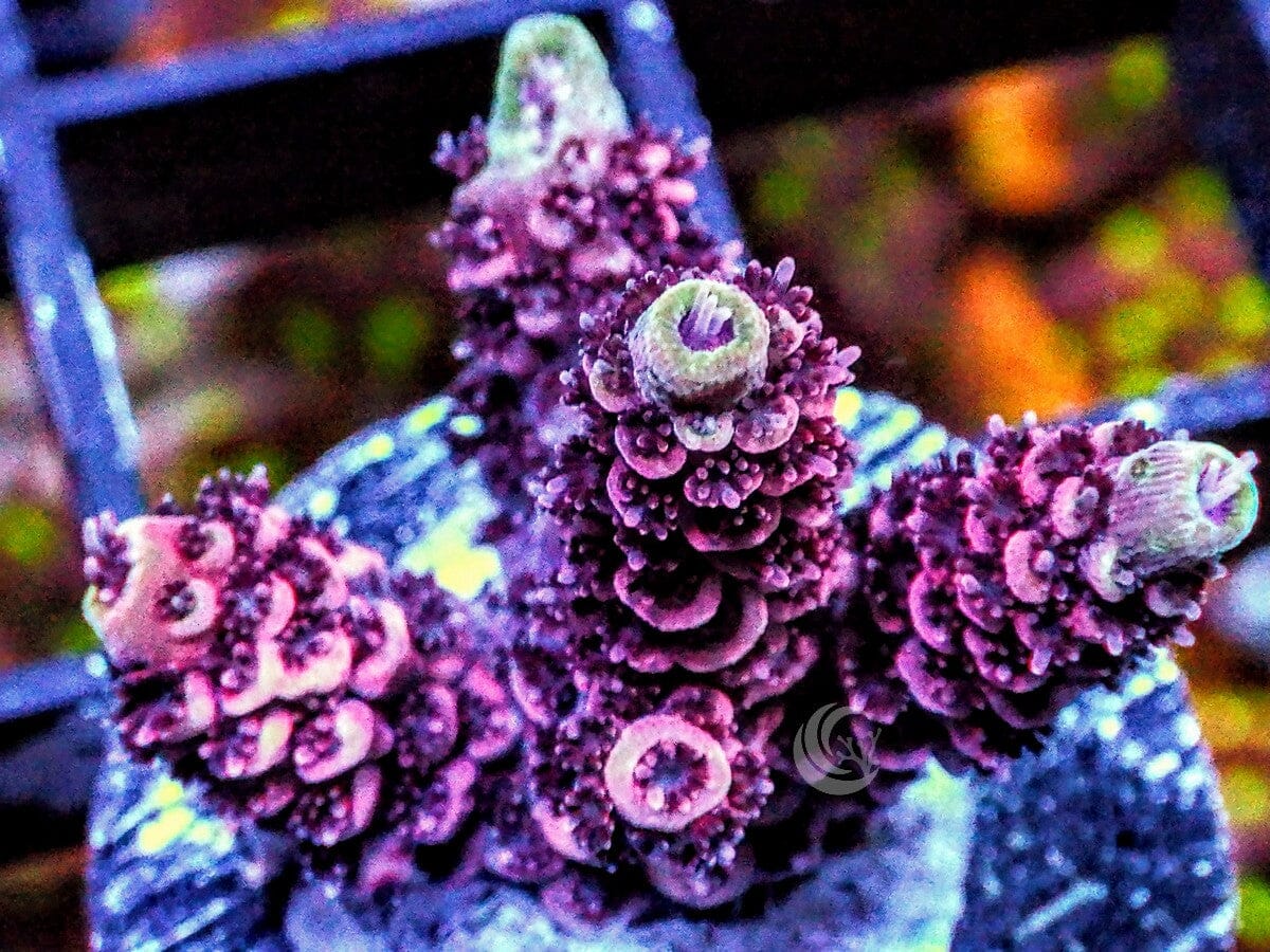 Red Acropora millepora