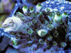 Green Polyp Blue-Purple Acropora
