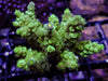 Party Favor Acropora tenuis