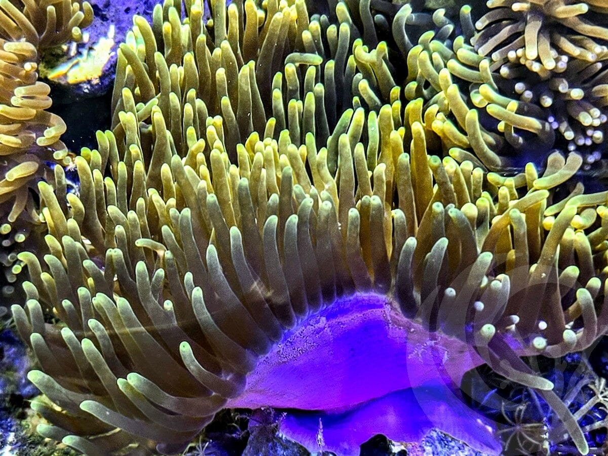 Pink-Purple Base Green tip Heteractis magnifica Anemone - WYSIWYG
