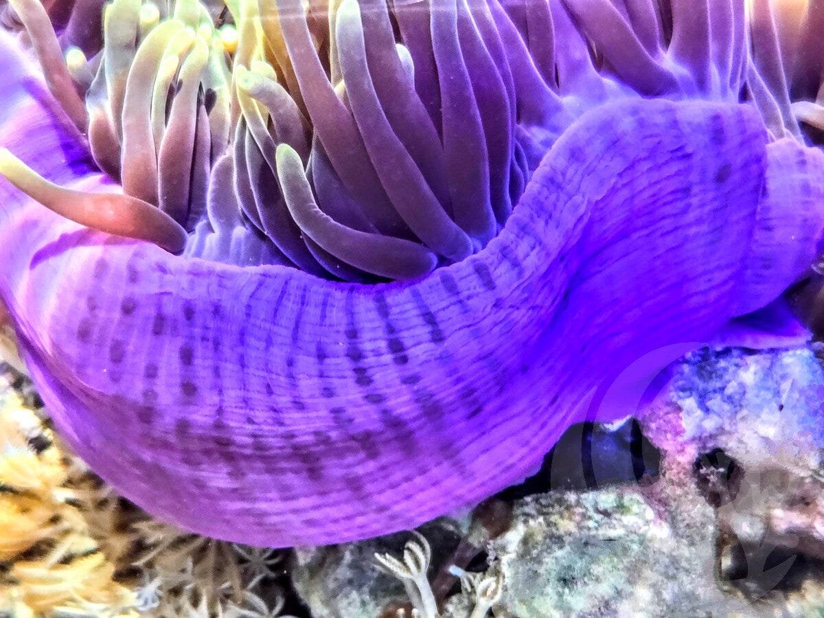 Pink-Purple Base Green tip Heteractis magnifica