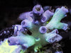 Blue-Green Acropora echinata