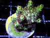 Fuzzy Green Acropora