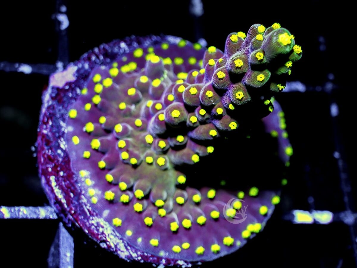 Neon Polyp Acropora