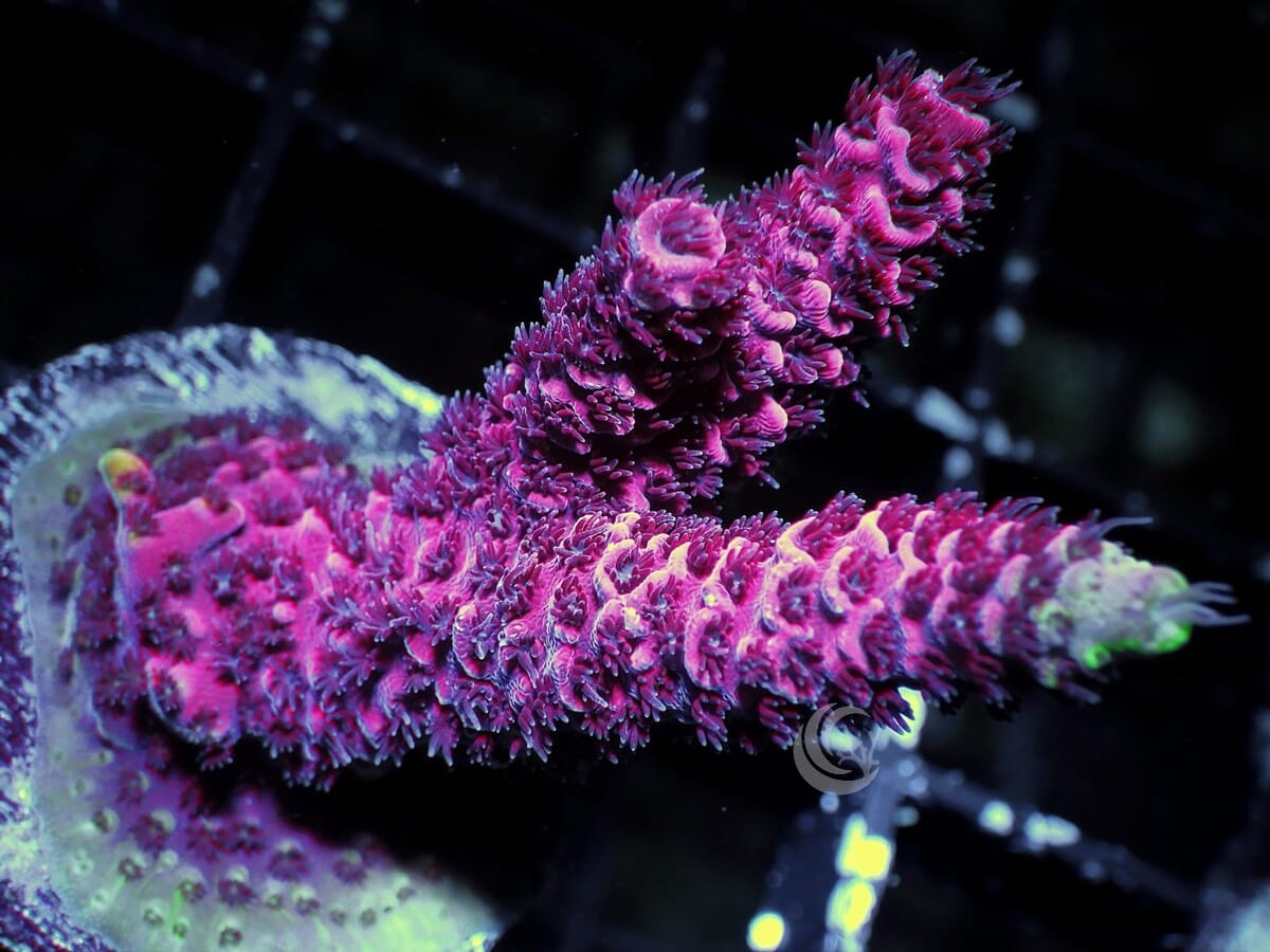 Red Acropora millepora