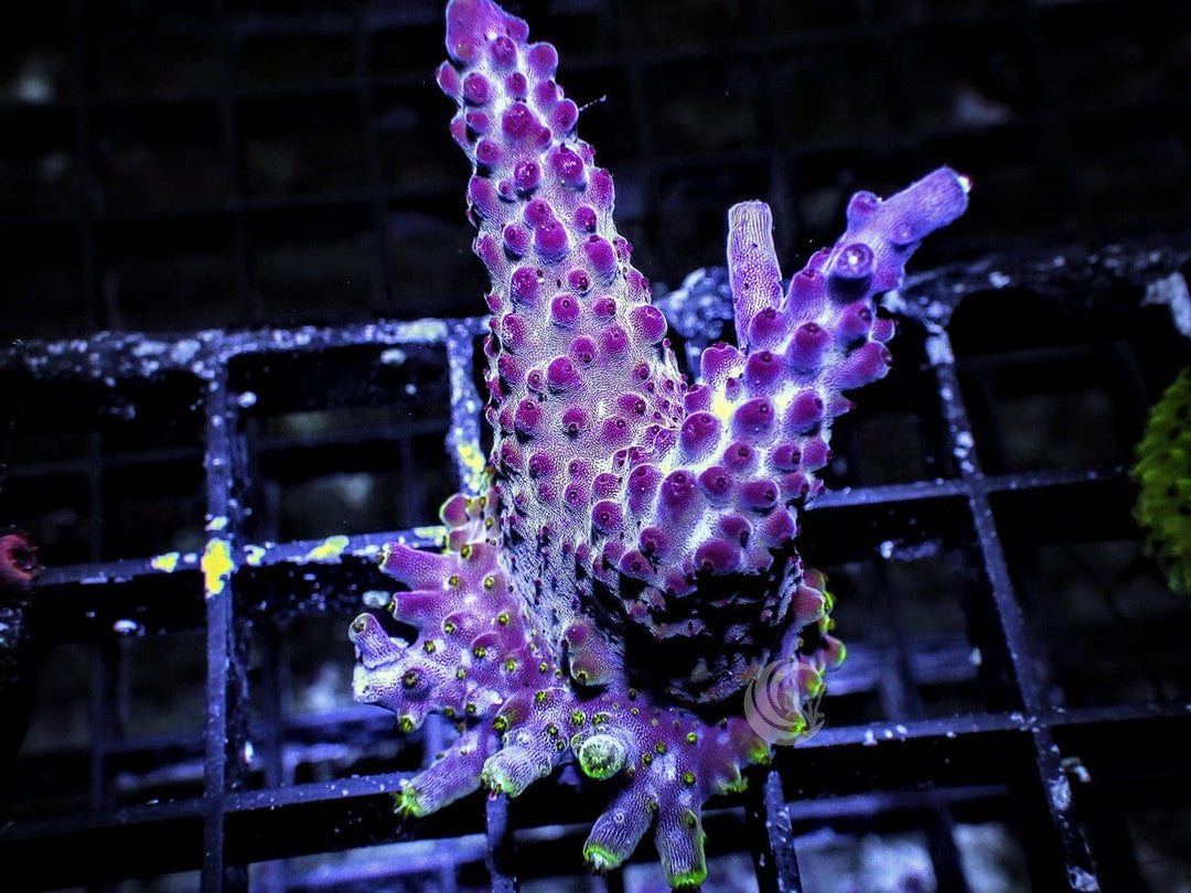 Purple Beast Acropora