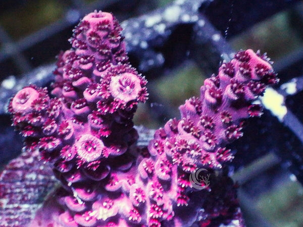 Red Acropora millepora - Pacific East Aquaculture