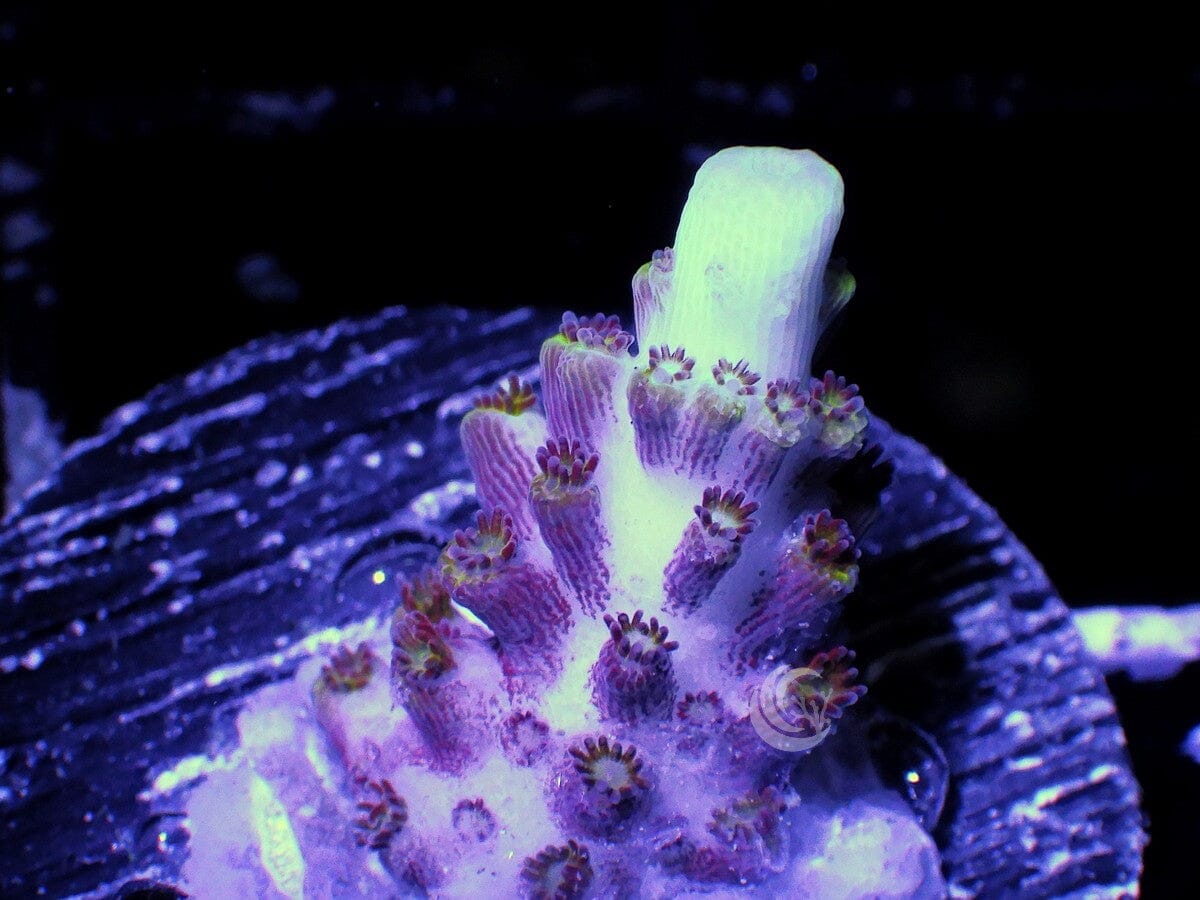 Purple Beast Acropora