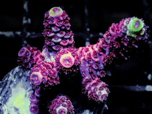 Red Acropora millepora