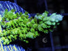 Green Fuzzy Acropora