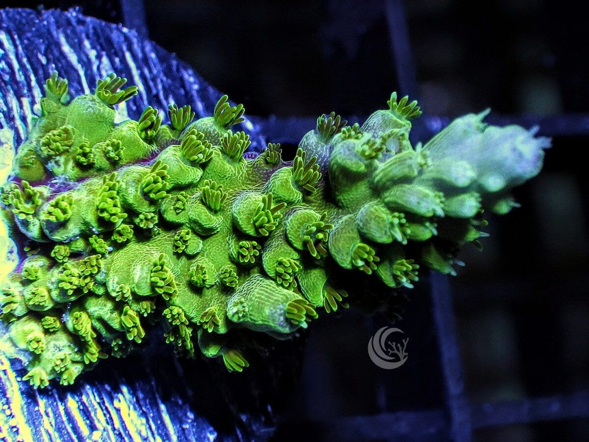 Green Fuzzy Acropora